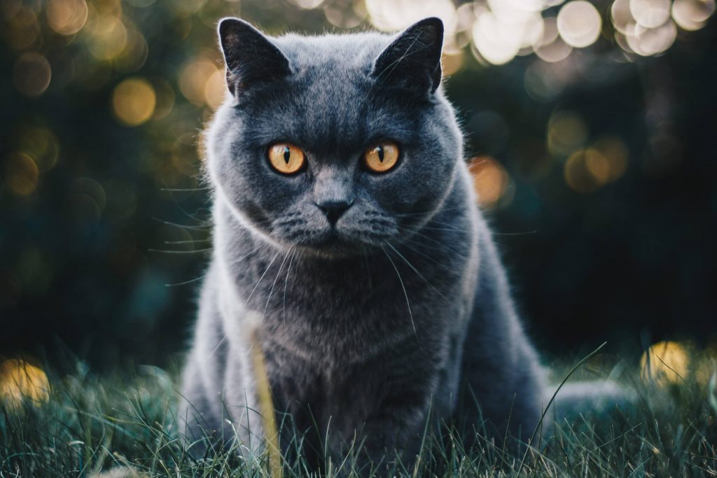 About Love Of A Pet