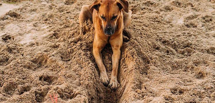 5 Tips On How to Stop the Dog From Diggin