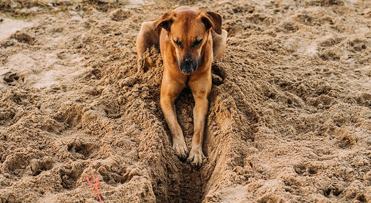 5 Tips On How to Stop the Dog From Diggin