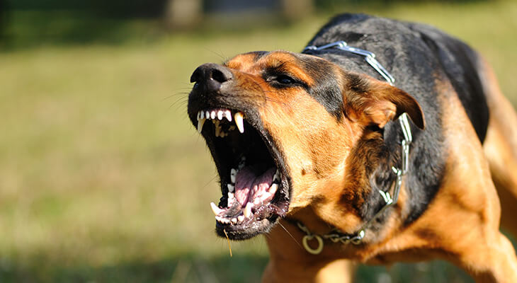 5 Ways to Stop Dog Aggression