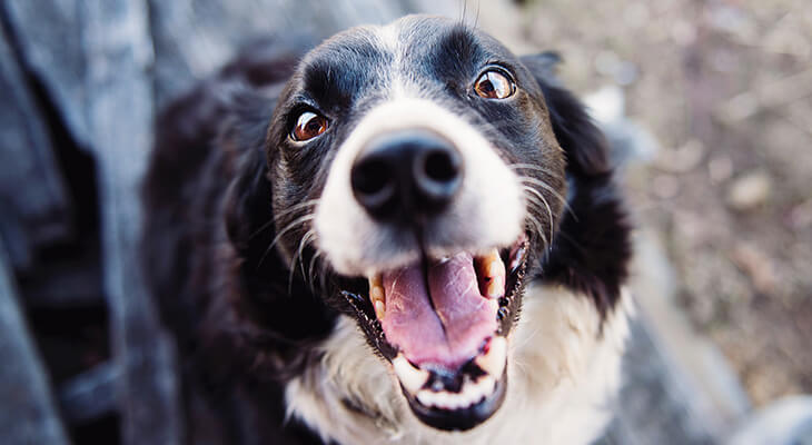 How to Stop Your Dog From Barking