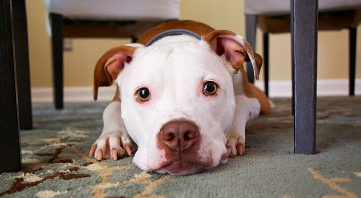 15 Amazing Life Hacks for Dog Owners