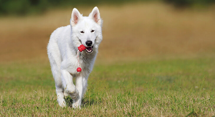 5 Fun Brain Games For Dogs