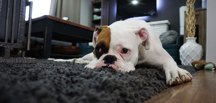 A Beginner’s Guide to Get Rid of Dog Smell In Your House