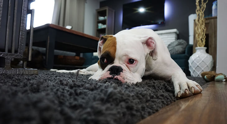 A Beginner’s Guide to Get Rid of Dog Smell In Your House