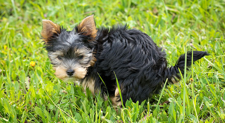 Housebreaking Your Puppy in Six Easy Steps