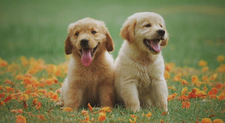How To Raise The Perfect Dog: Everything You Need To Know