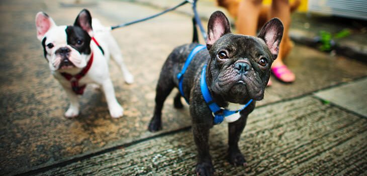 A Dog Lover’s Guide on How to Stop Your Dog from Pulling the Leash
