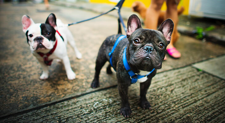 A Dog Lover’s Guide on How to Stop Your Dog from Pulling the Leash