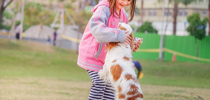 Basic Guidance on How to Stop a Dog from Jumping