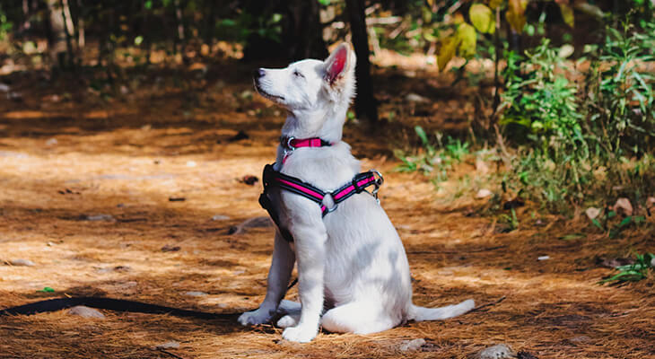 How to Teach Your Dog to Stay: A Simple Step-by-Step Guide