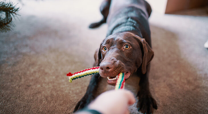 Top 10 Simple Ways to Keep Your Dog Busy Indoors