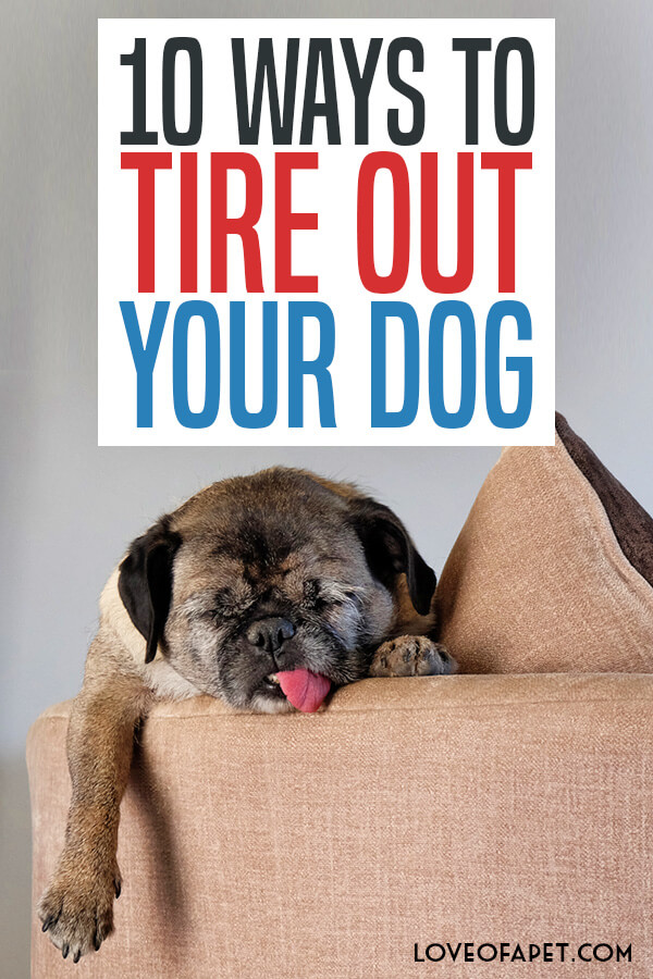 10 Ways to Tire Out Your Dog