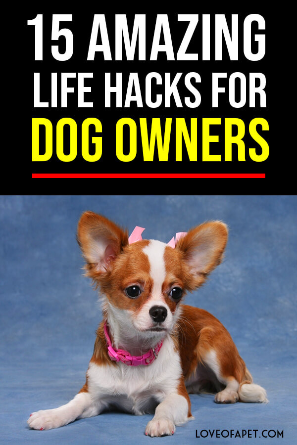 15 Amazing Life Hacks for Dog Owners