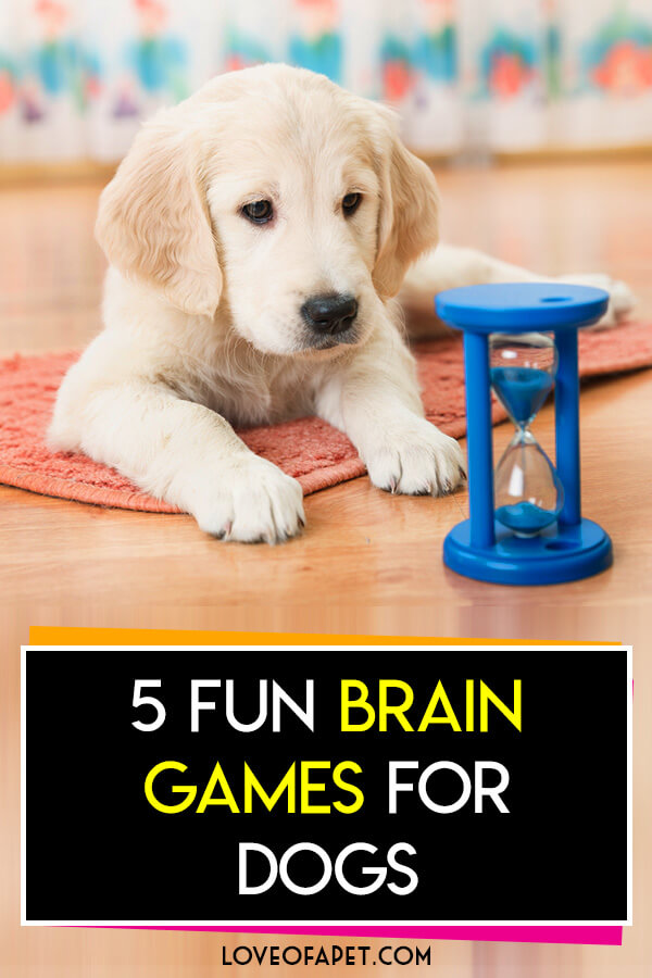 5 Fun Brain Games For Dogs