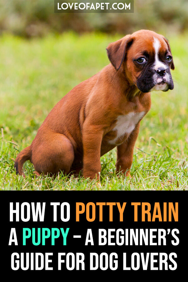 6 Easy Steps to House Breaking your puppy