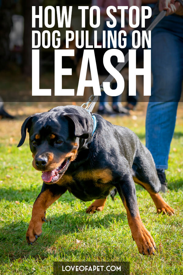 8 Tips To Stop Your Dog From Pulling On The Leash