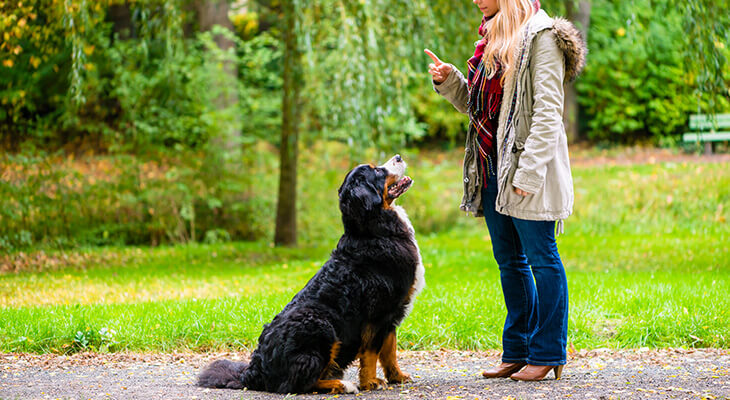 10 Essential Commands to Teach Your Dog