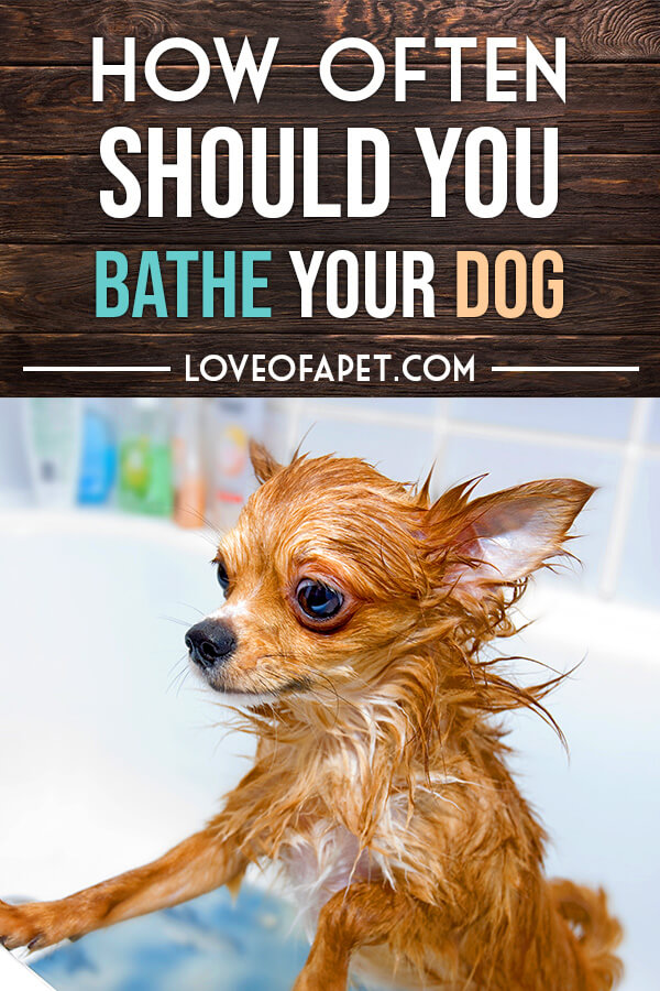 How Often Should You Bathe Your Dog