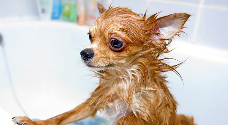 How Often Should You Bathe Your Dog