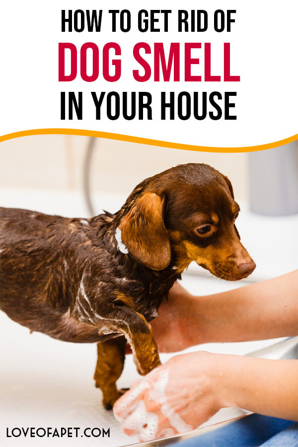 How To Get Rid Of Dog Smell In Your House