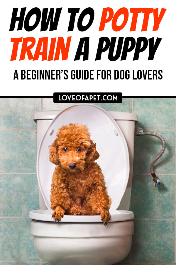 How To Potty Train A Puppy