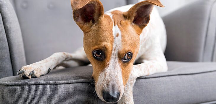 How to Calm an Anxious Dog: 6 Methods