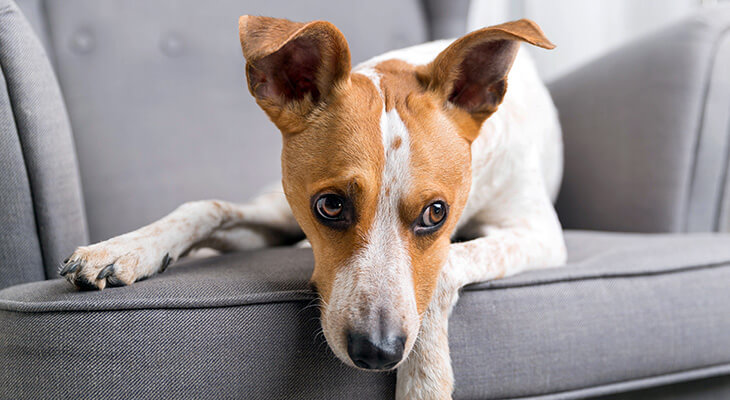 How to Calm an Anxious Dog: 6 Methods