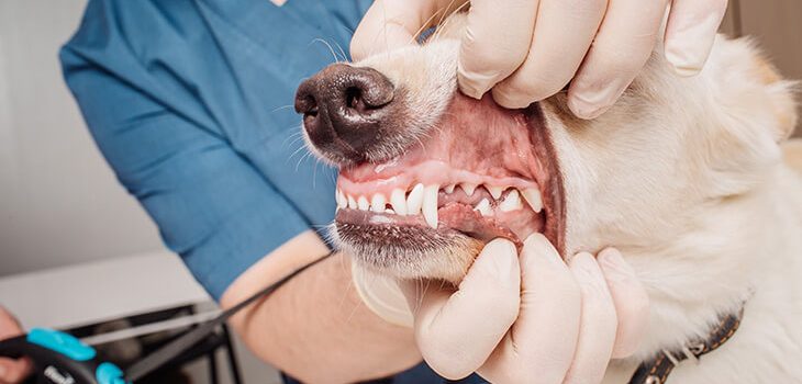 How to Clean Dog Teeth Without Brushing: 5 Easy Ways
