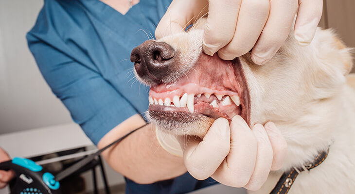 How to Clean Dog Teeth Without Brushing: 5 Easy Ways