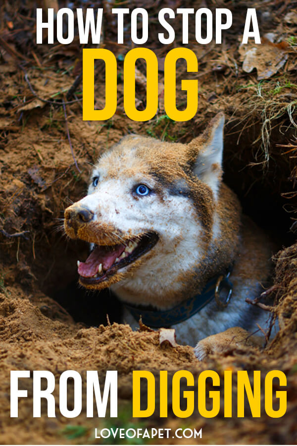 How to Stop A Dog From Digging