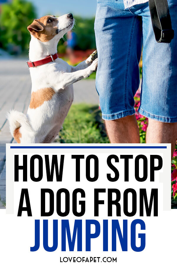 How to Stop a Dog From Jumping