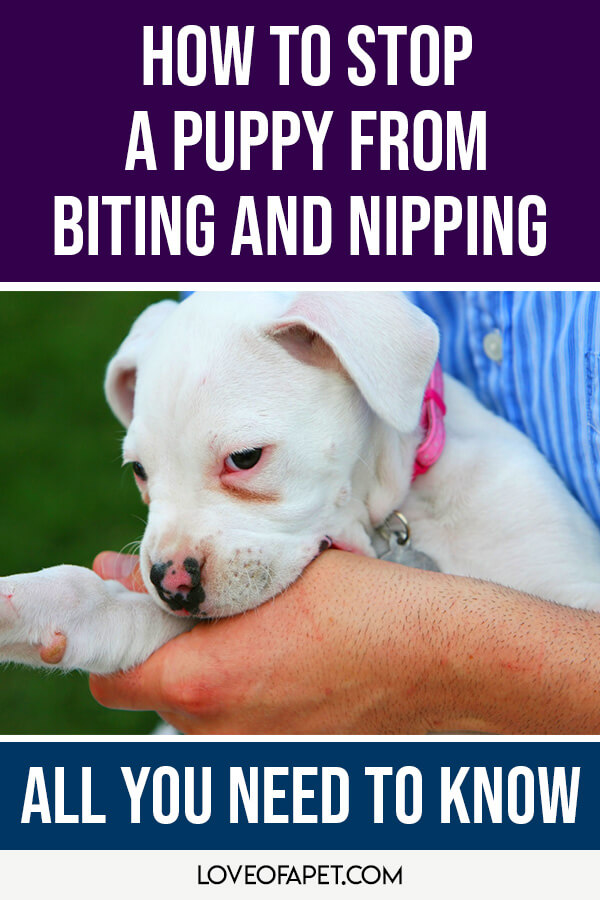 How To Stop A Puppy From Biting And Nipping All You Need To Know