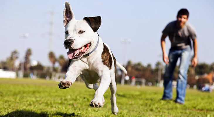 10 Ways to Tire Out Your Dog