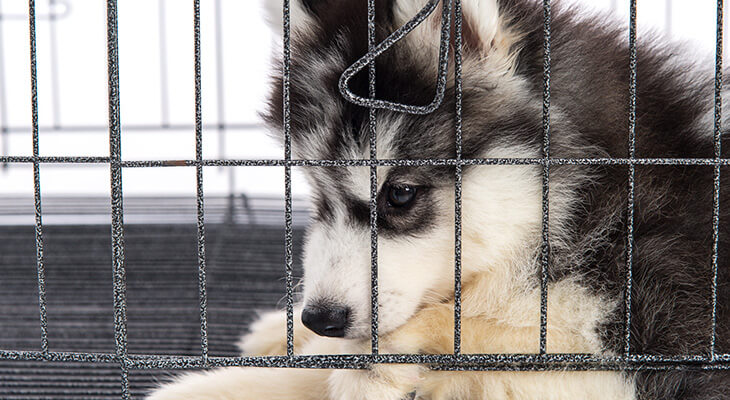 4 Steps To Crate Training a Pup