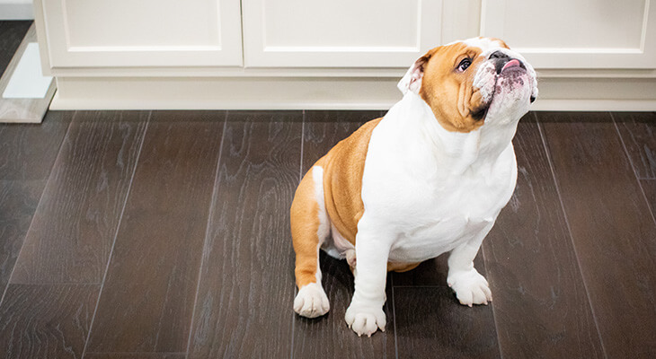 7 Steps to Stop and Prevent Your Dog from Begging For Food