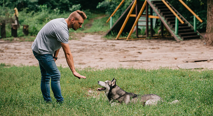 Dog Training With Hand Signals: What You Need to Know?