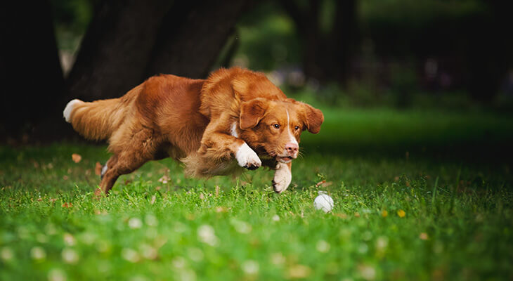 How Much Exercise Does A Dog Need Every Day