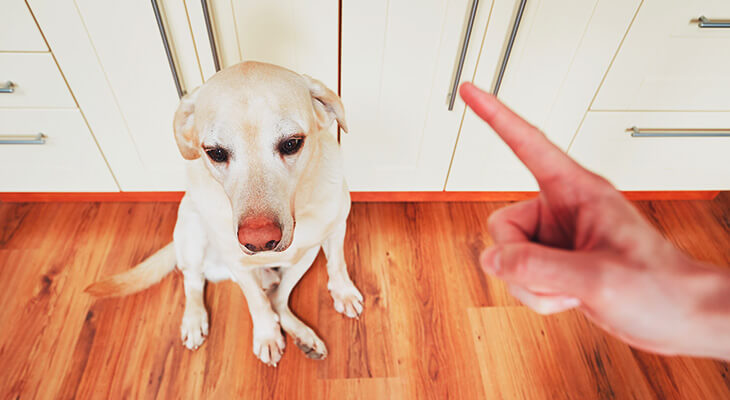How To Discipline A Puppy Or Dog Without Punishment