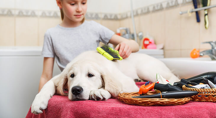 How To Groom Your Dog At Home