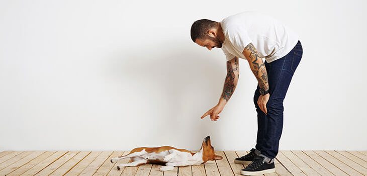 How to Teach Your Dog to Roll Over in 3 Simple Steps