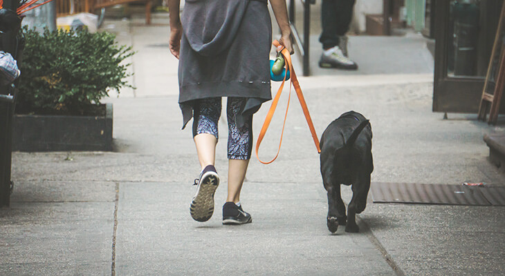 How to Teach a Dog to Heel