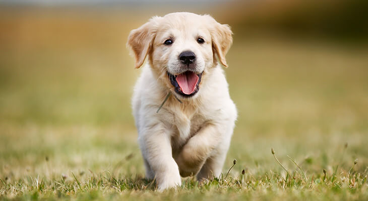 How to Teach a Puppy Its Name in 9 Easy Steps