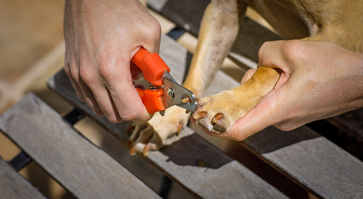 How to Trim Dog Nails at Home