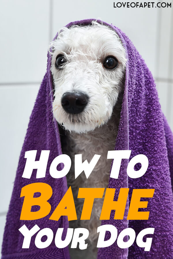 Everything You Should Know About Bathing Your Dog