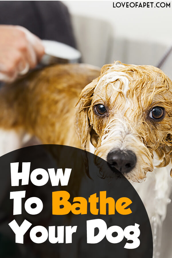 How to Bathe Your Dog at Home (Beginner's Guide)