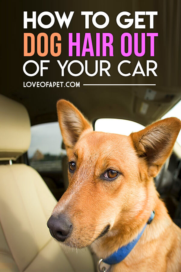 How To Get Dog Hair Out Of Your Car