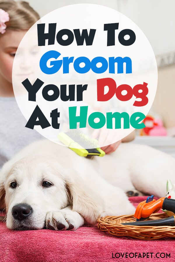 How To Groom Your Dog At Home