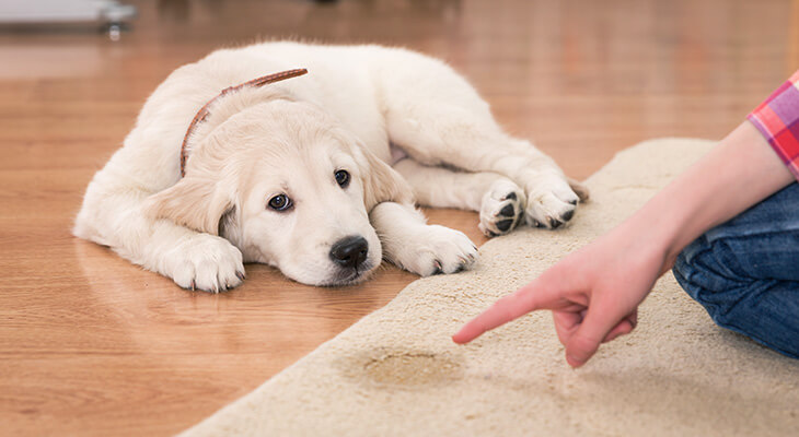 How To Stop Your Dog From Peeing In The House