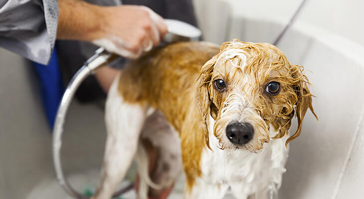 How to Bathe Your Dog at Home